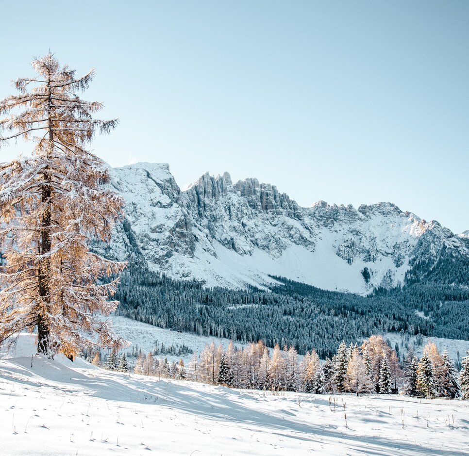 Latemar Winter Verschneiter Baum mit Blick auf den Latemar