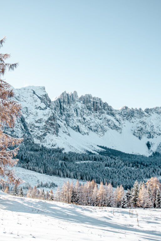 Latemar Winter Verschneiter Baum mit Blick auf den Latemar