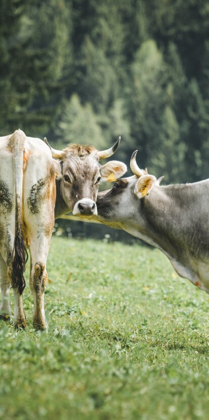 Grauvieh Kühe Wiese Eggentaler Almen | © Carezza Dolomites/StorytellerLabs