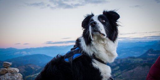 Cane Dolomiti Alto Adige | © Alexandra Näckler Cane Tramonto Dolomiti | © Alexandra Näckler
