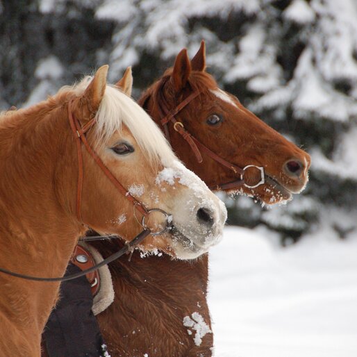 Cavalcare sulla neve nelle Dolomiti/Val d'Adige | © Angerle Alm/Dana Hoffmann Cavalcare su due cavalli nella neve | © Angerle Alm/Dana Hoffmann