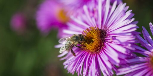 Bienen-Lehrpfad Steinegg | © Othmar Seehauser Biene, Nektar, violette Blume | © Othmar Seehauser