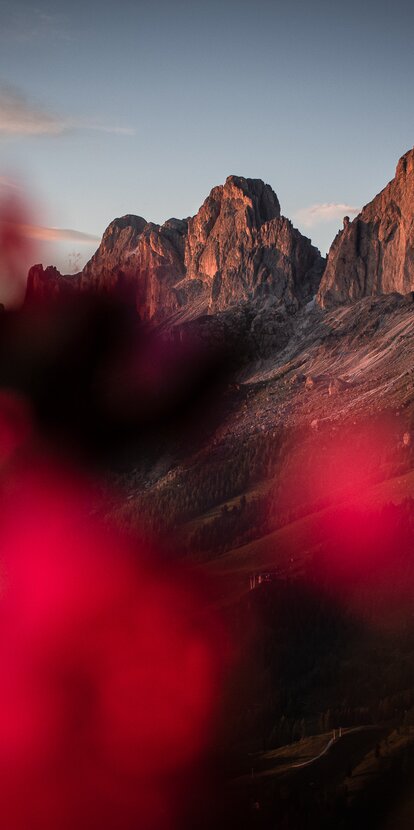 Rosengarten Alpenglow | © Alexandra Näckler Rosengarten Alpine Roses Enrosadira | © Alexandra Näckler
