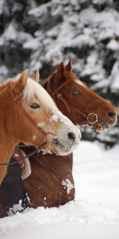 Reiten im Schnee in den Dolomiten/Eggental | © Angerle Alm/Dana Hoffmann Ausritt auf Zwei Pferden im Schnee | © Angerle Alm/Dana Hoffmann