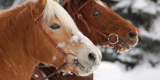 Reiten im Schnee in den Dolomiten/Eggental | © Angerle Alm/Dana Hoffmann Ausritt auf Zwei Pferden im Schnee | © Angerle Alm/Dana Hoffmann
